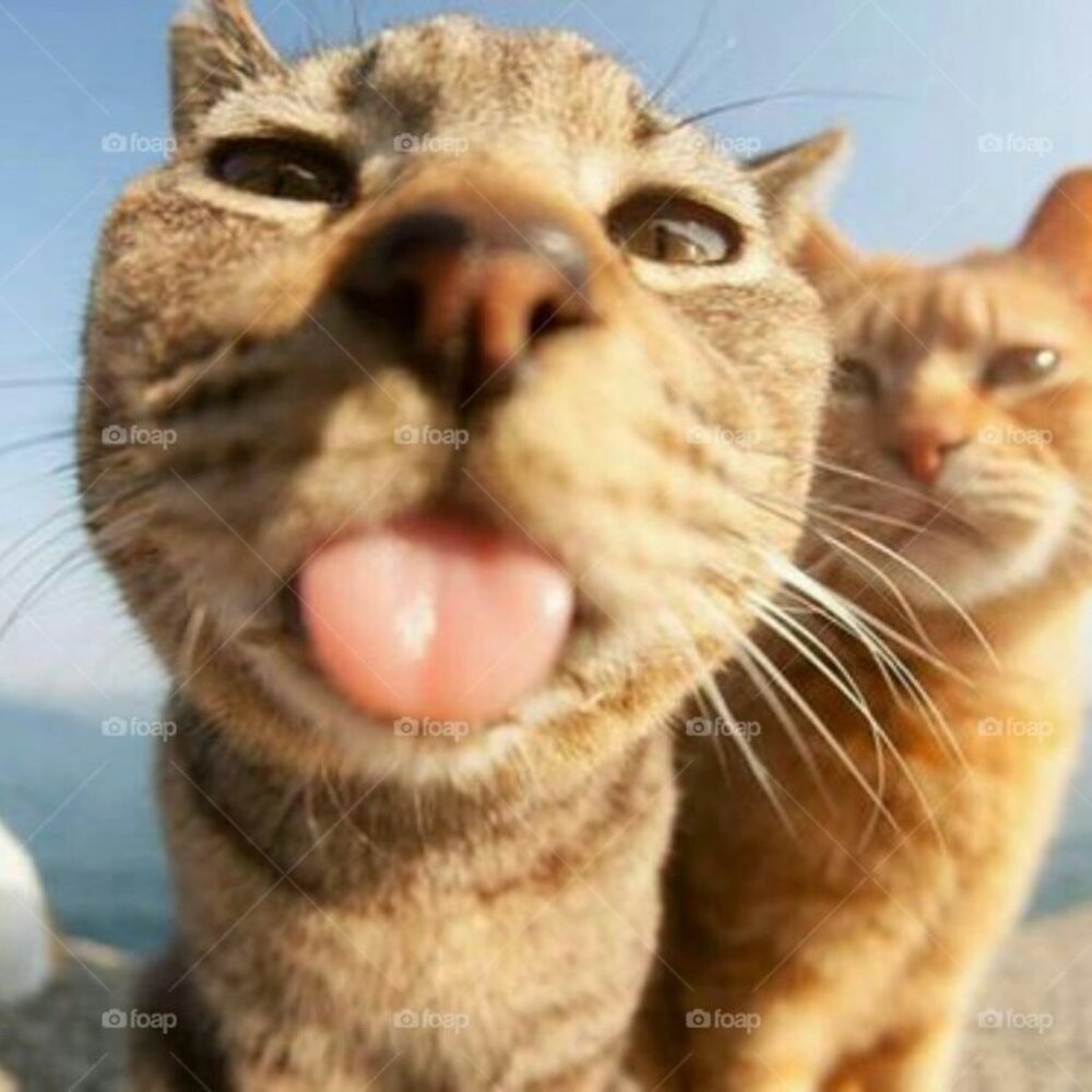 Meet your Posher, CatNCaboodle